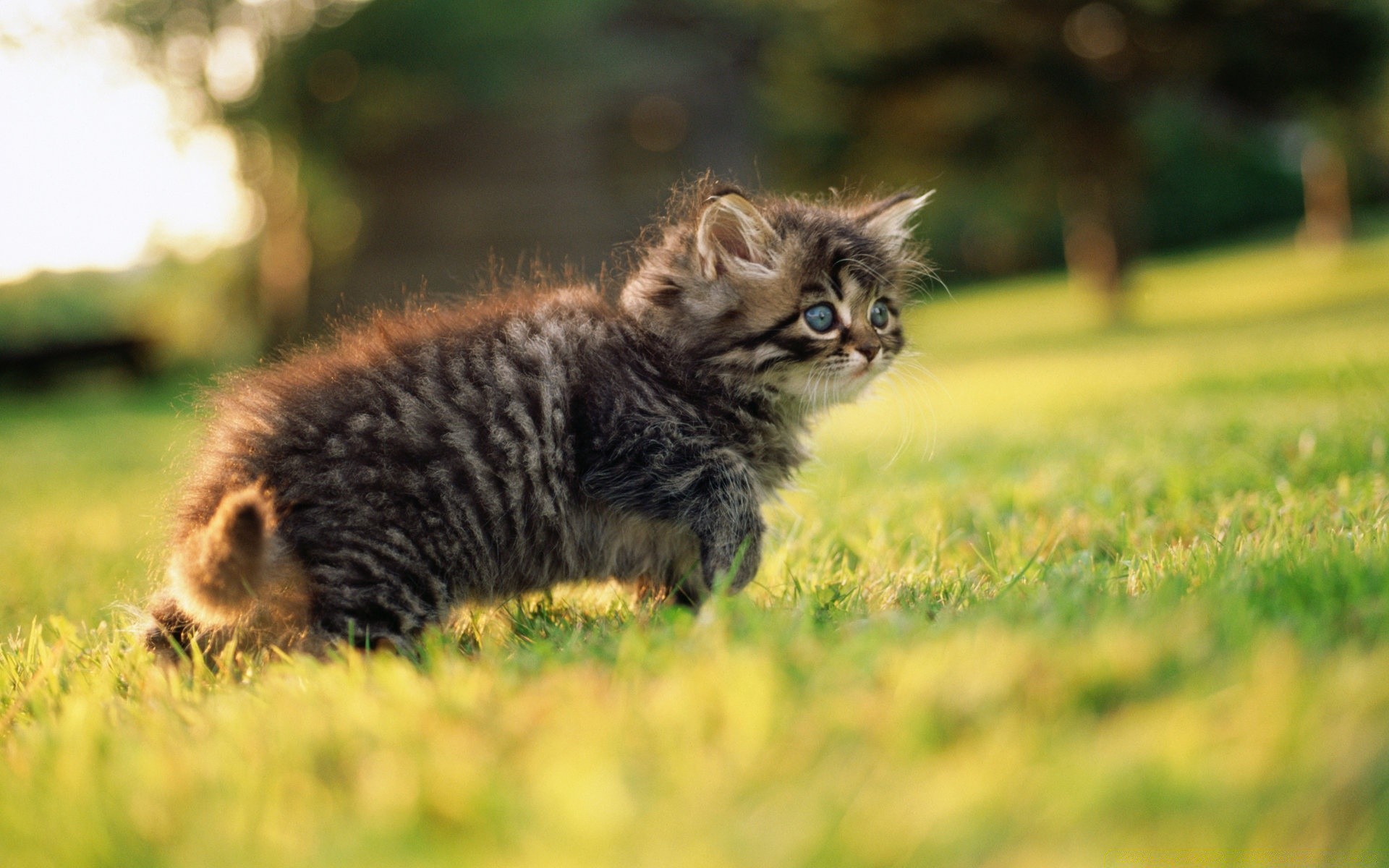 tier in der liebe katze säugetier gras tier niedlich natur porträt haustier kätzchen fell auge wenig im freien junge tierwelt kind