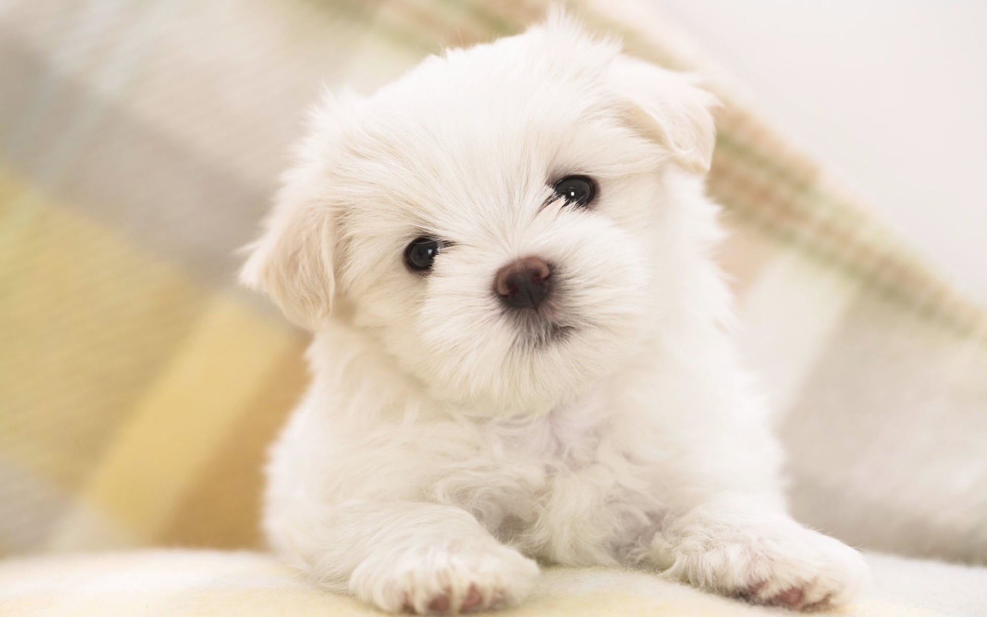 love animals pet cute animal little mammal downy dog domestic fur sit puppy portrait adorable