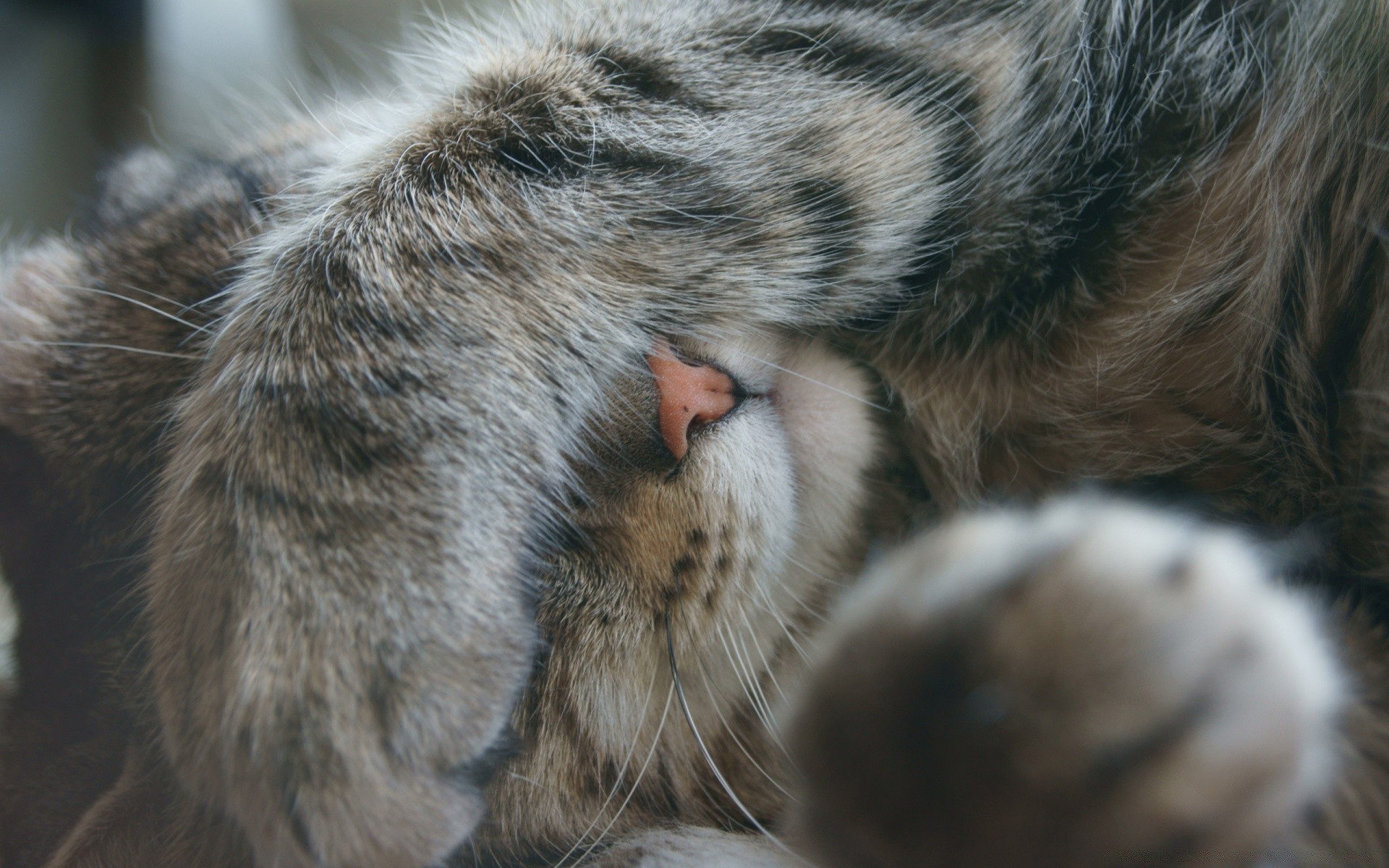 amoureux des animaux mammifère fourrure chat animal portrait animal de compagnie cheveux mignon oeil sommeil la faune nature chien zoo