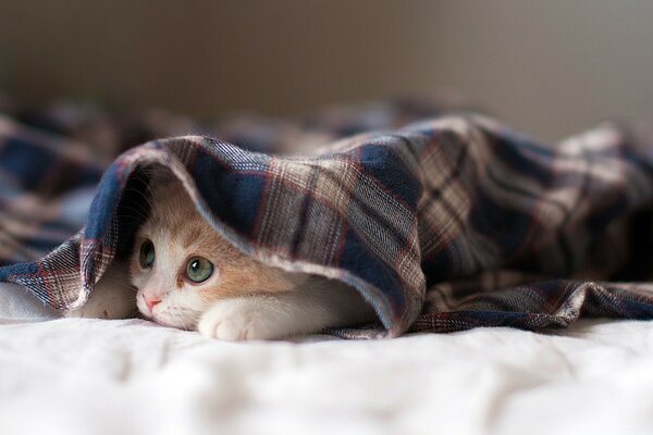 Morning kitten hid under the blanket