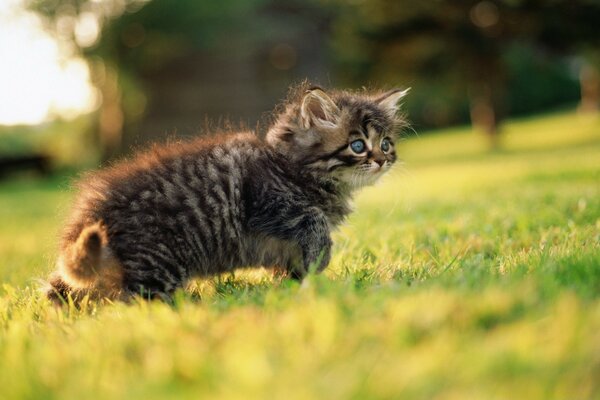 Lindo gatito caminando sobre la hierba