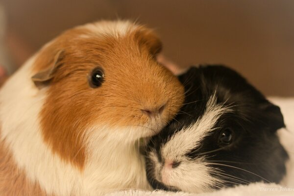 Two guinea pigs red and black with white