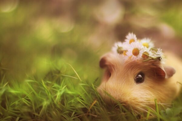 Cute pig with a flower in the grass