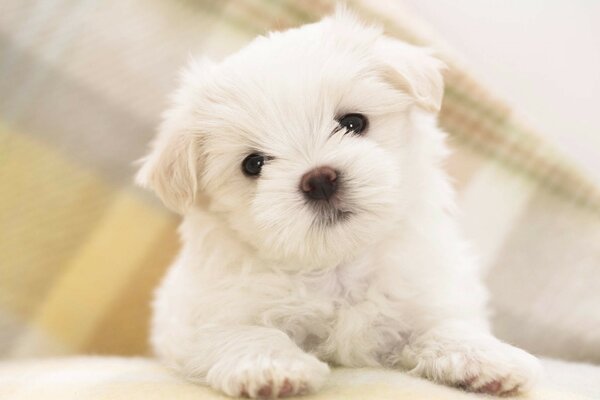 Amoureux mignon chiot blanc