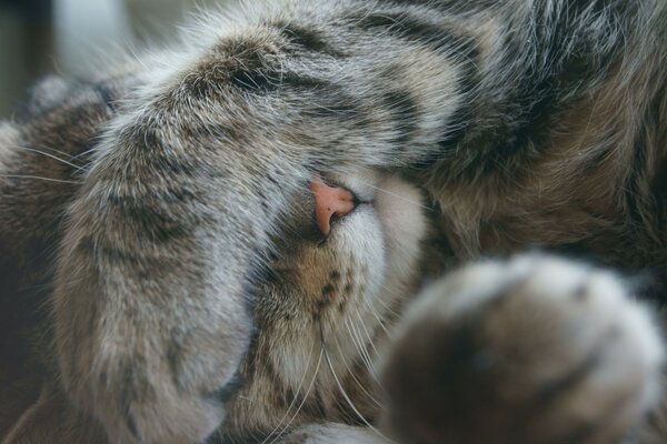 The cat covers the muzzle with a paw