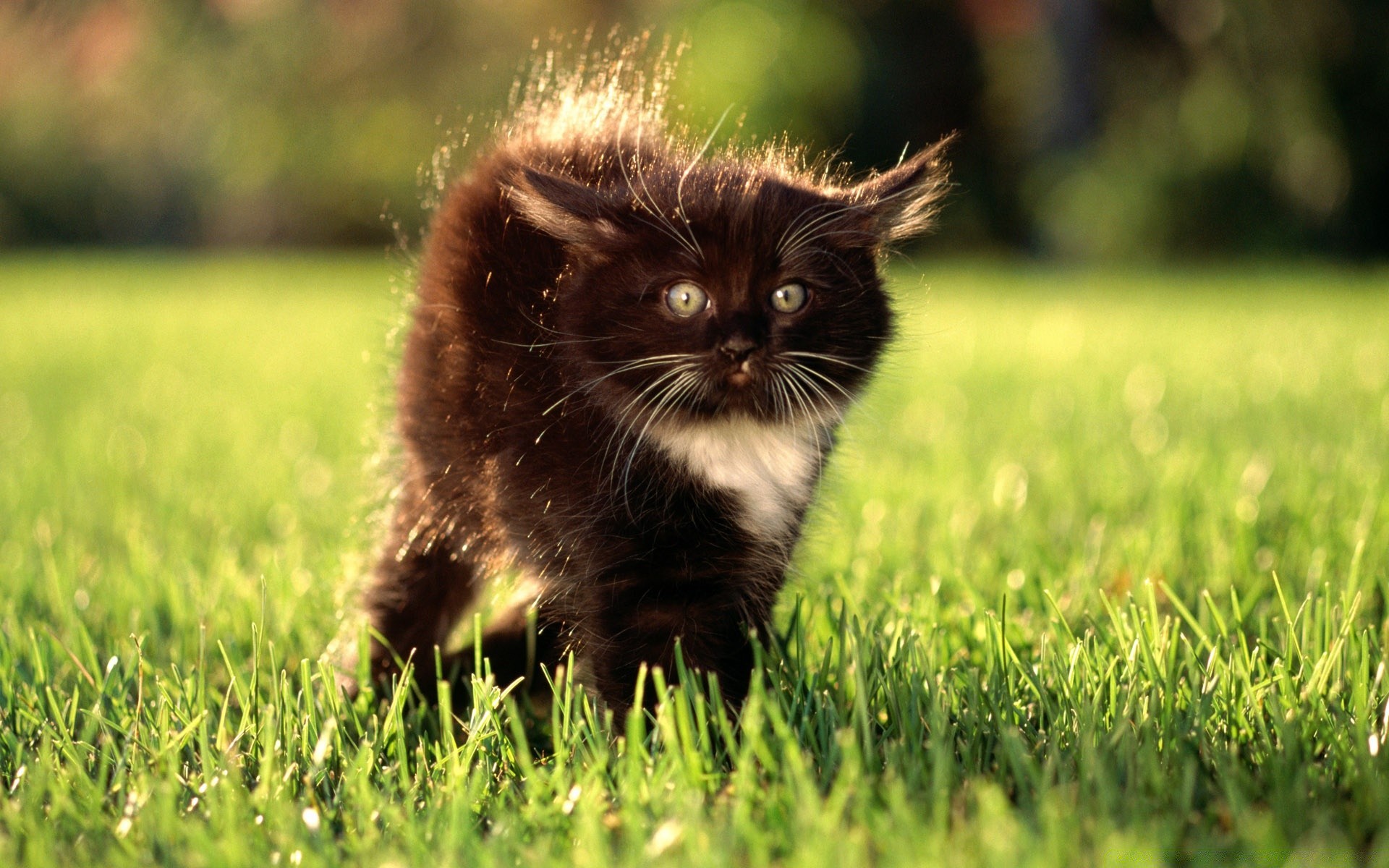 animais apaixonados grama natureza gato mamífero campo animal fofa pele ao ar livre olho pouco feno verão