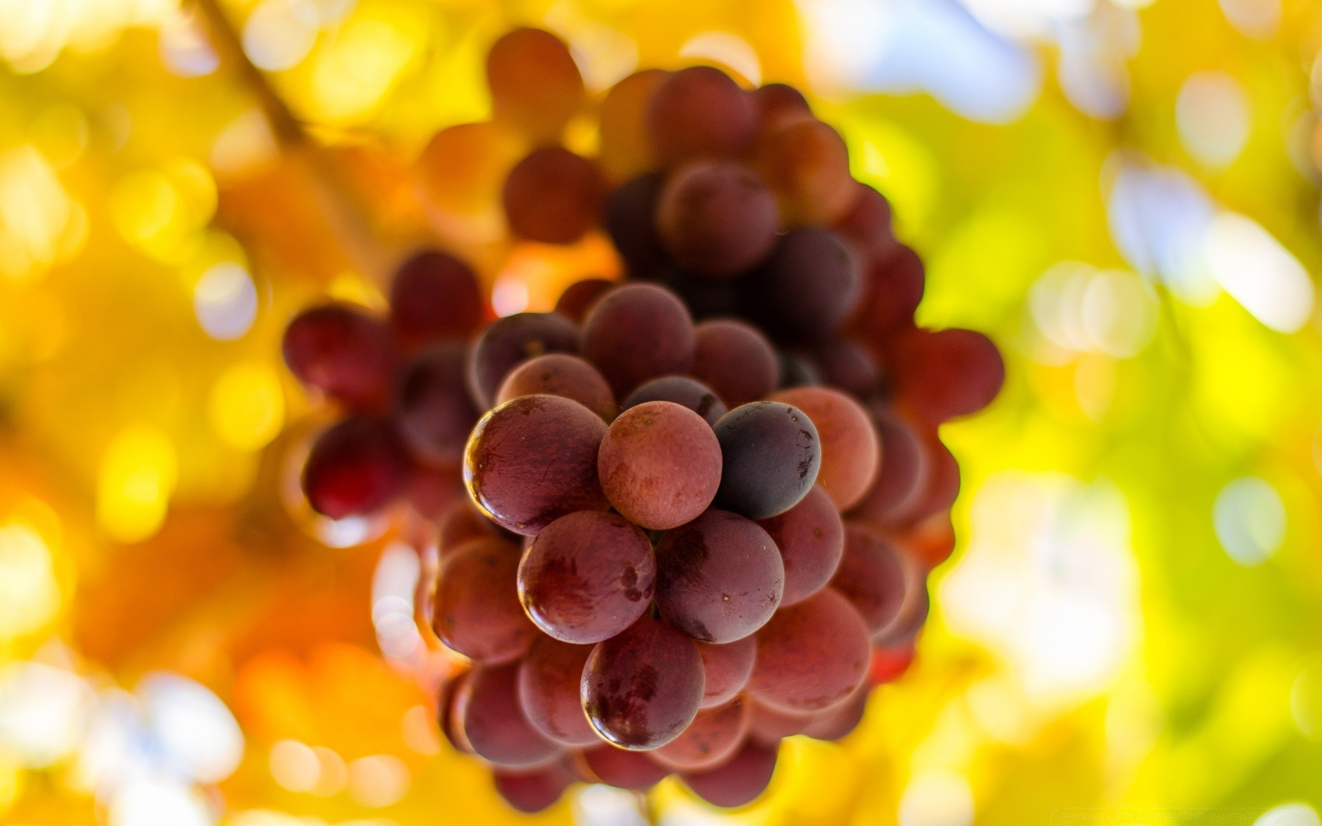 fruits couleur bureau nature automne lumineux pile gros plan feuille alimentaire cluster