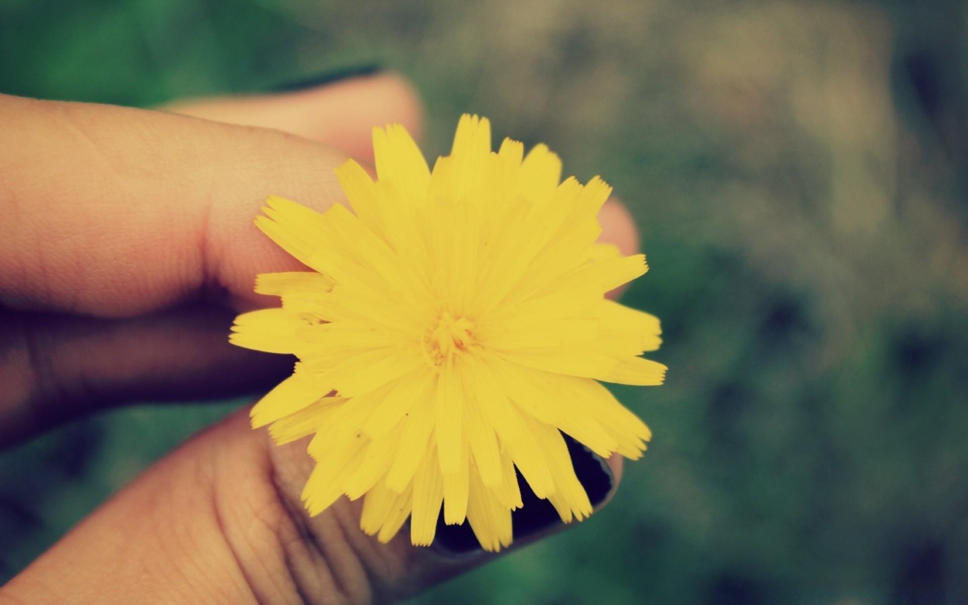 romantik natur blume im freien sommer