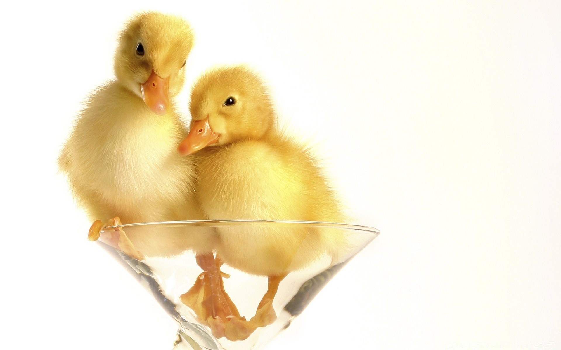 amoureux des animaux oiseaux dames pâques petit canard mignon vers le bas enfant isolé nouveau-né drôle poulet oiseau caneton minuscule jeune