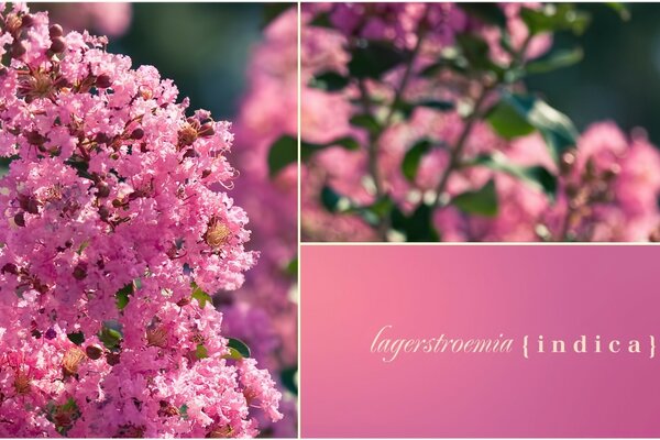 Lagerstremia - crepe myrtle