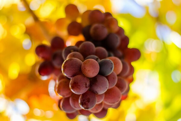 A bunch of grapes illuminated by the sun