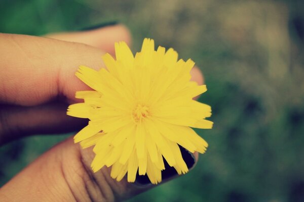 Fleur jaune dans les mains attentionnées