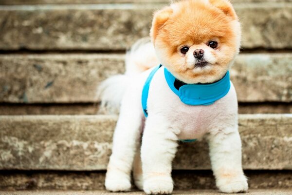 Perrito en un collar azul