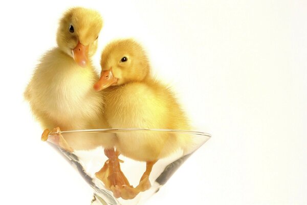 Two chickens in a martini glass