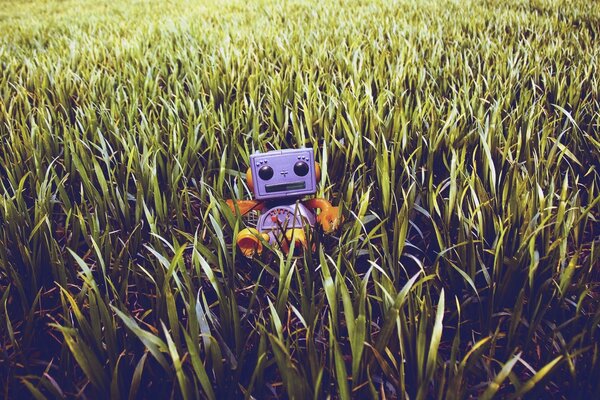 A smiling robot in a cornfield