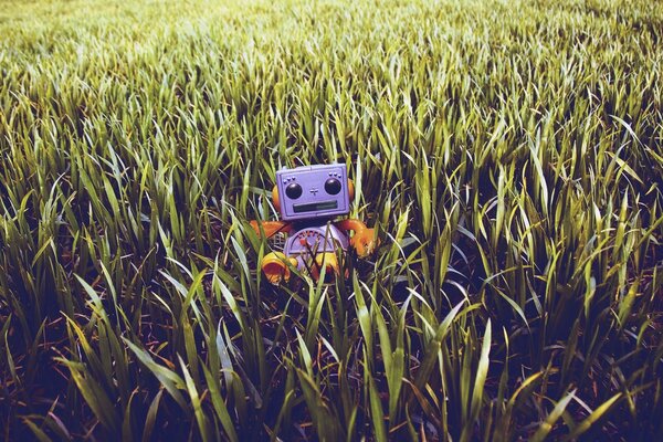 Robot souriant sur un champ de maïs