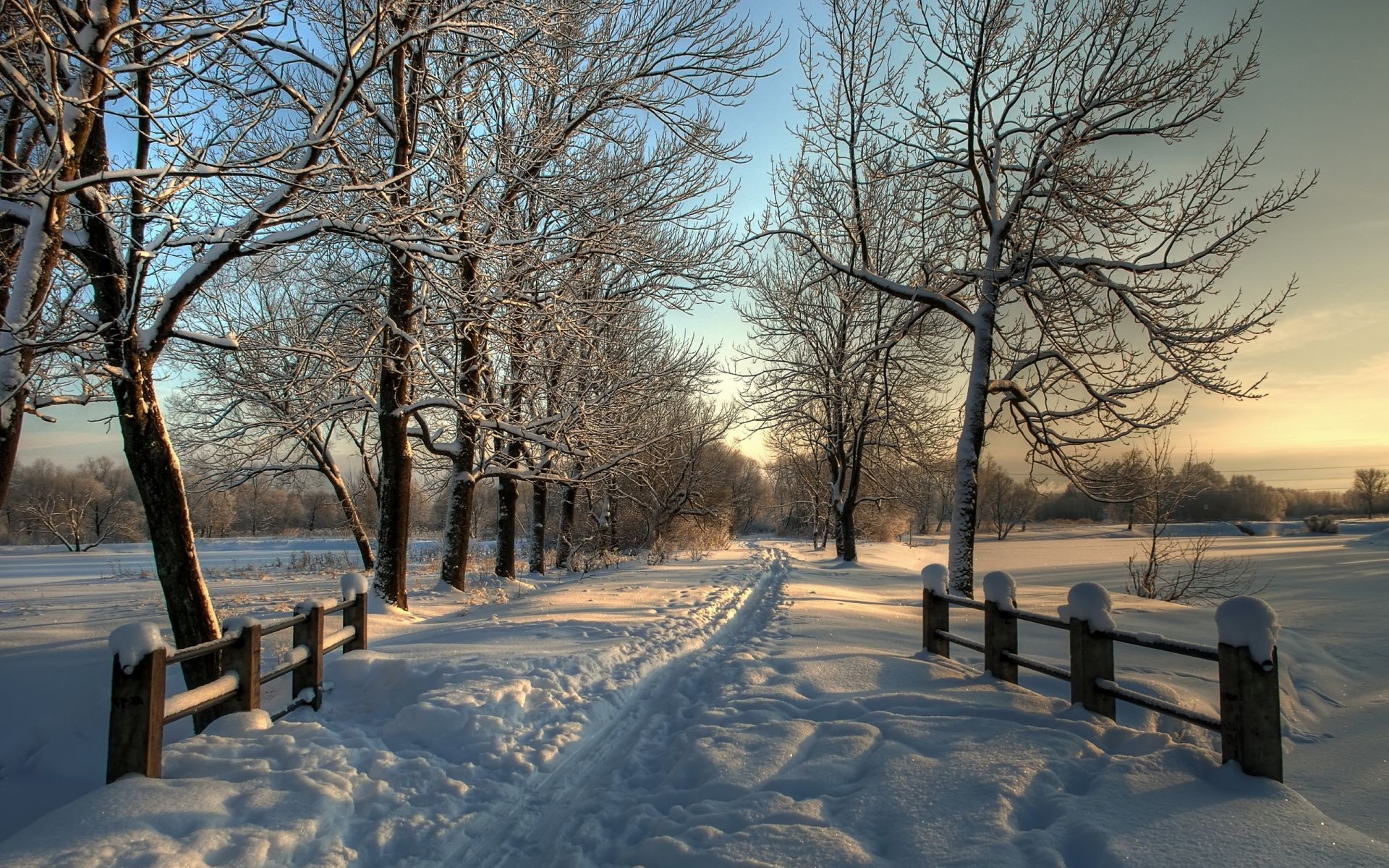 winter schnee kalt frost baum gefroren eis landschaft holz wetter dämmerung nebel bank park nebel schneesturm saison natur zweig