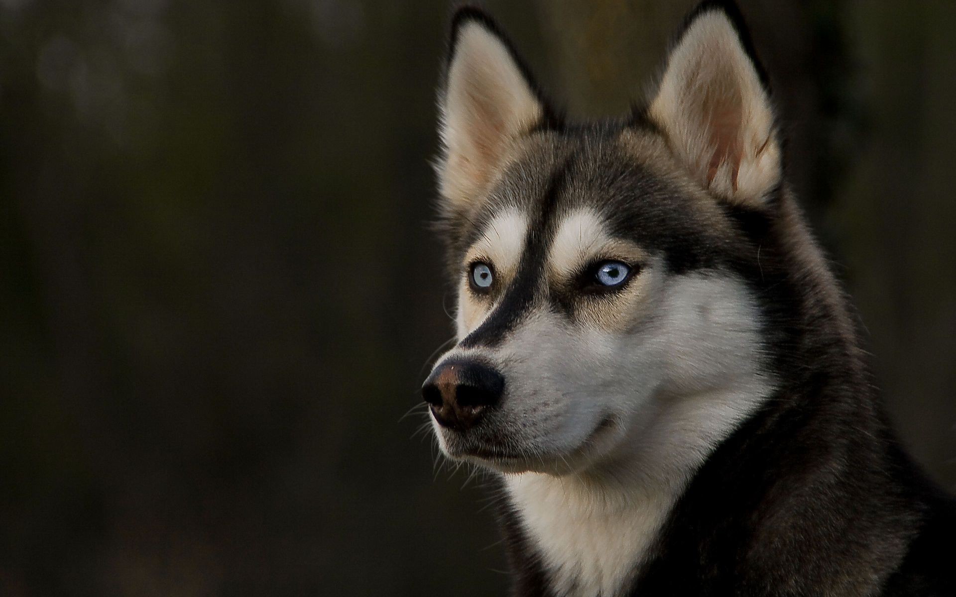 cane mammifero cane ritratto carino canino lupo occhio uno osservazione pelliccia