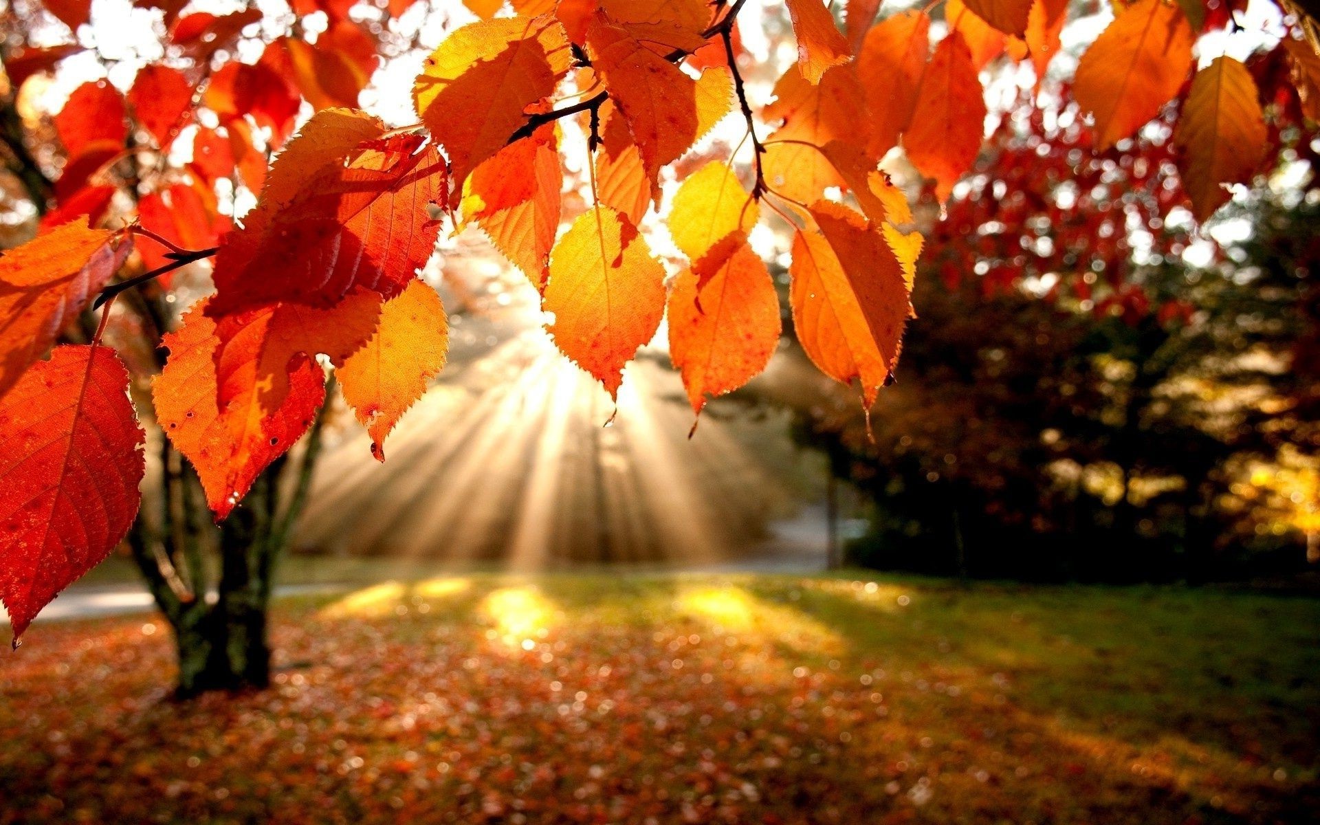 autunno autunno foglia di acero albero stagione natura all aperto oro parco di legno giardino di colore brillante flora ramo che cambia lussureggiante luce del ringraziamento