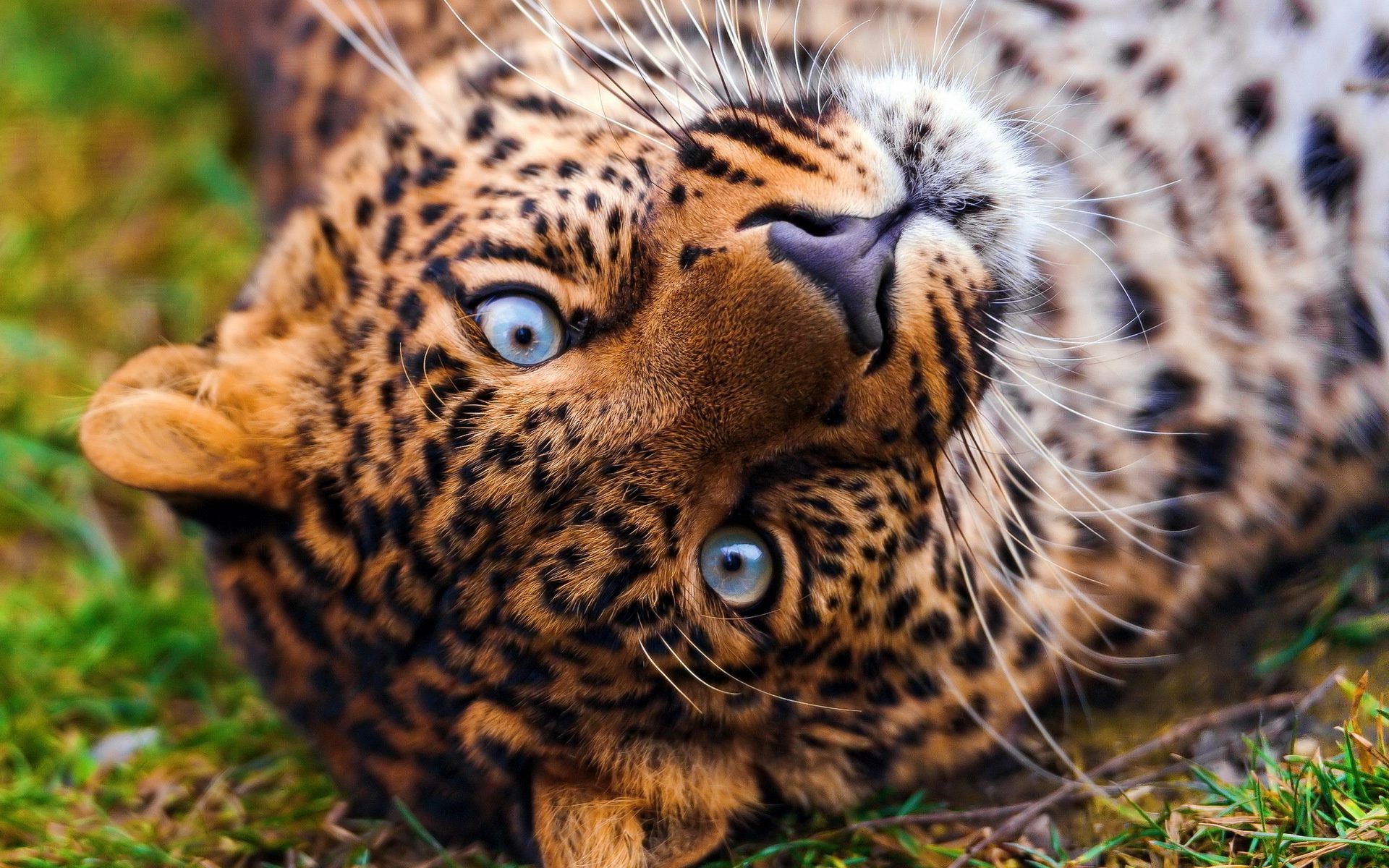 leopards wildlife mammal cat animal predator nature leopard wild carnivore hunter fur zoo safari hunt