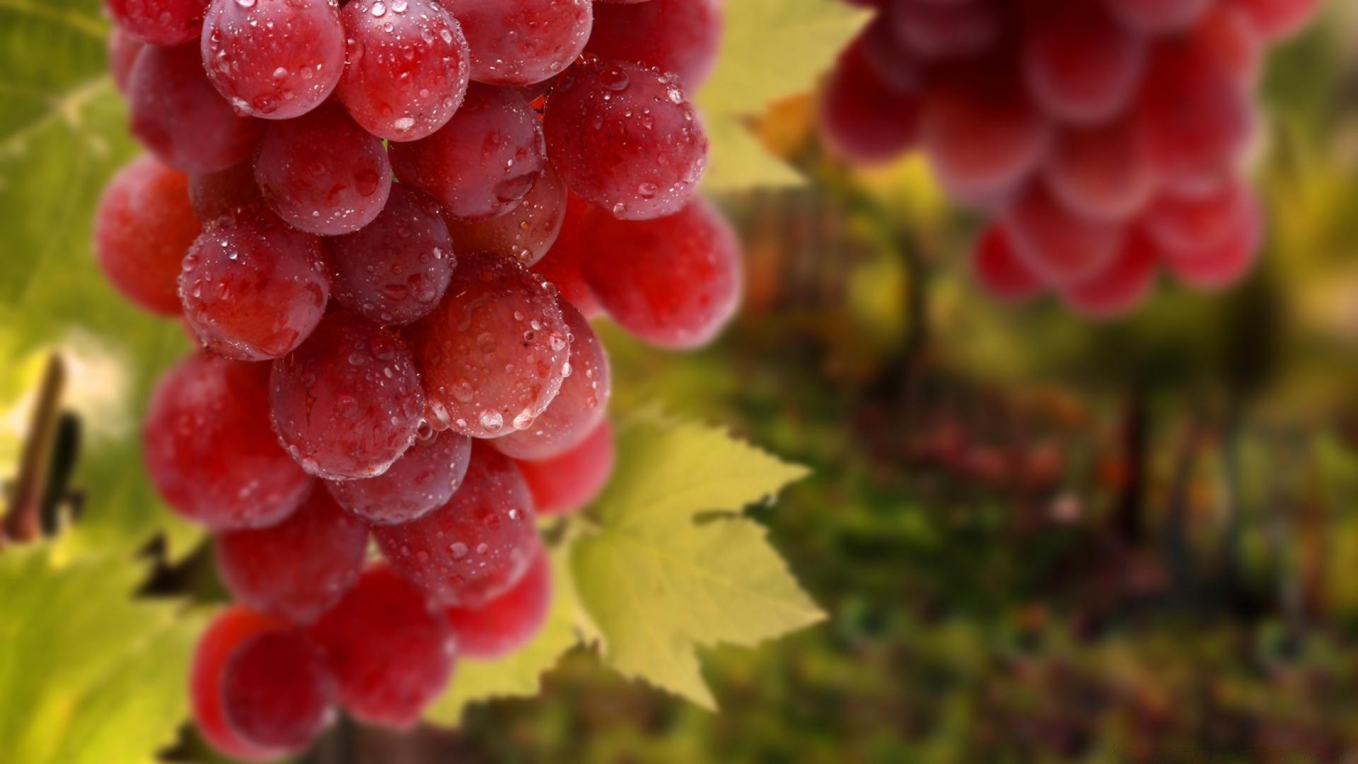 fruits nature raisin vigne baie juteuse nourriture pile cluster cave feuille confiserie été pâturage pamplemousse vins couleur viticulture jardin