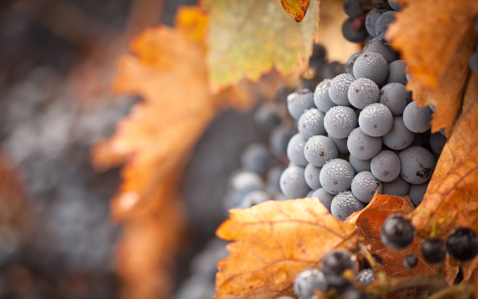 fruits automne nature feuille nourriture à l extérieur vin bois gros plan