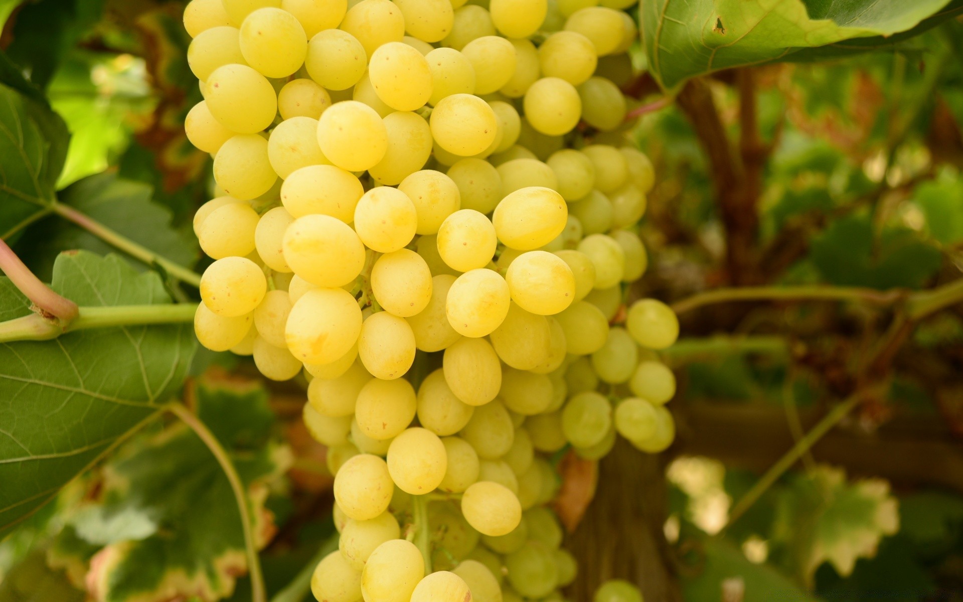 obst blatt rebe natur trauben flora haufen weinberg landwirtschaft weide cluster weingut grapevine essen herbst wachstum zweig farbe