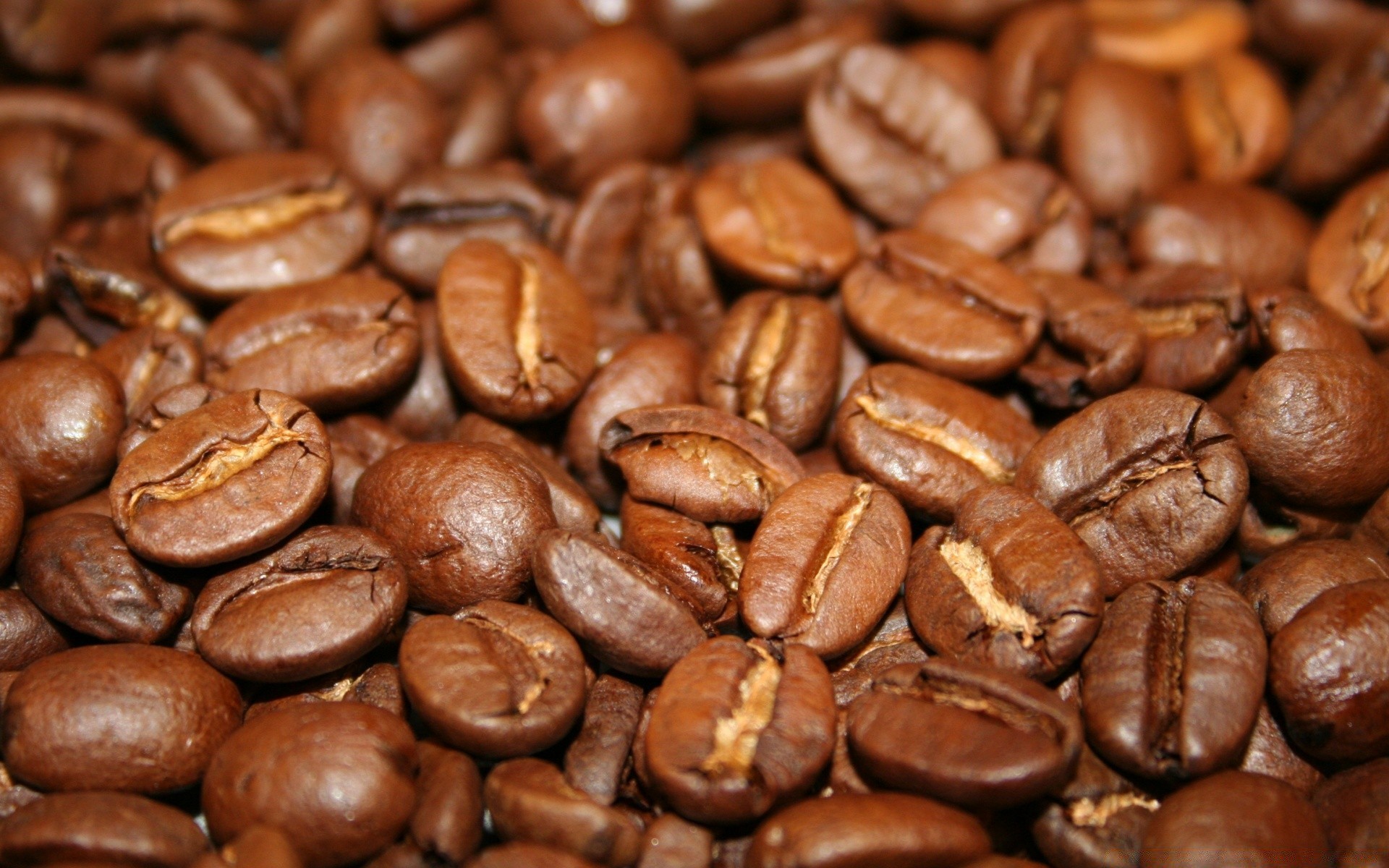 cibo e bevande caffè caffeina espresso cappuccino moka fagioli alba scuro bere profumo cibo partito seme epicuro arabica colazione raccolto gusto saporito