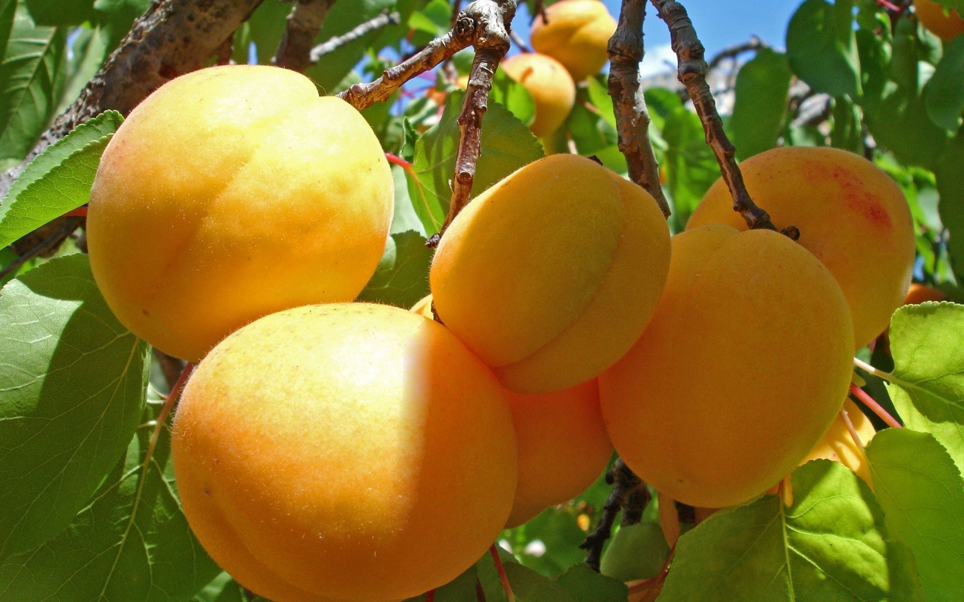 fruits juteux feuille alimentaire pâturage grandir nature agriculture automne confiserie délicieux jardin arbre jus santé pêche nutrition vitamine en bonne santé