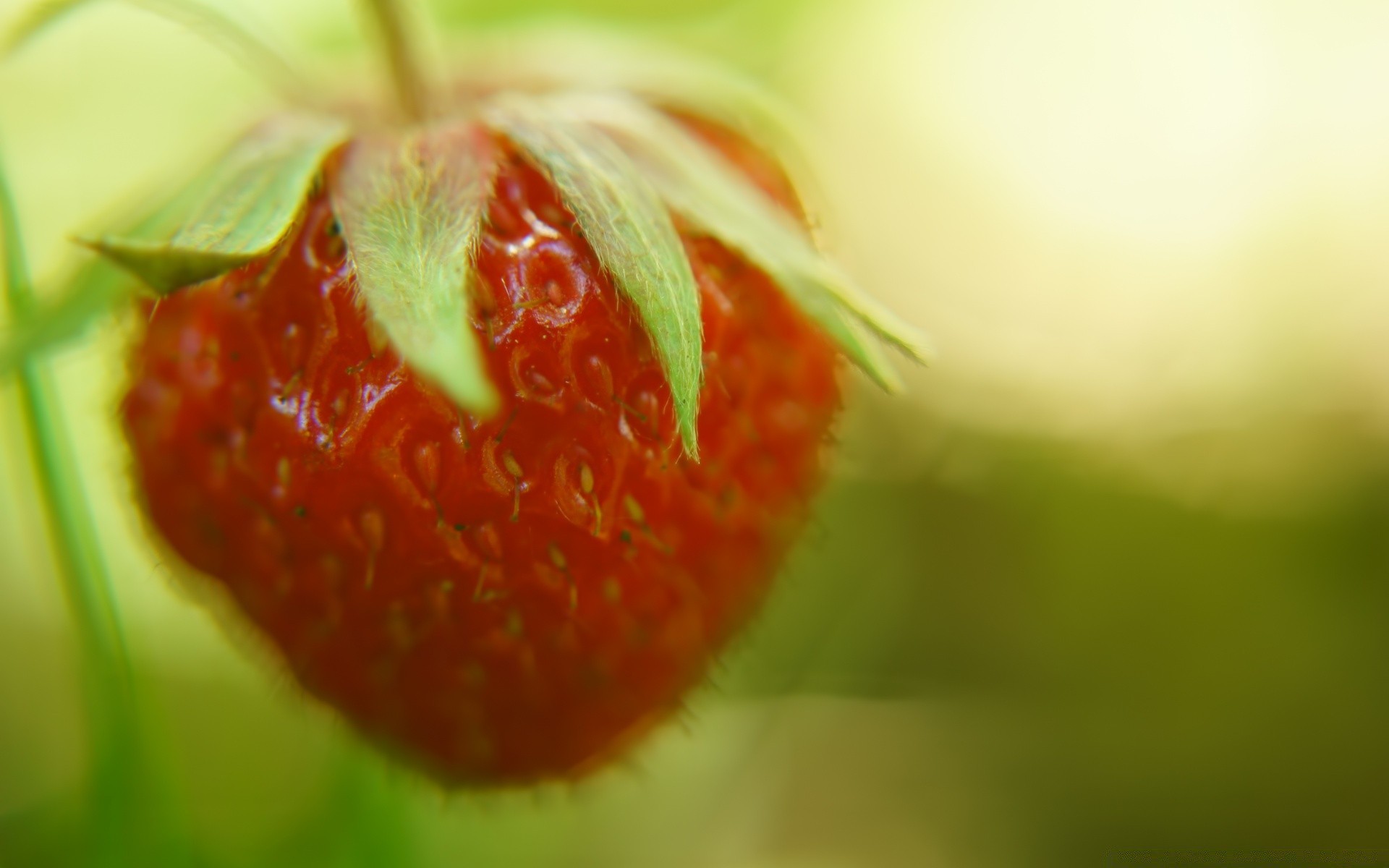 fruta naturaleza hoja verano comida salud jugosa baya fresa delicioso pastelería brillante