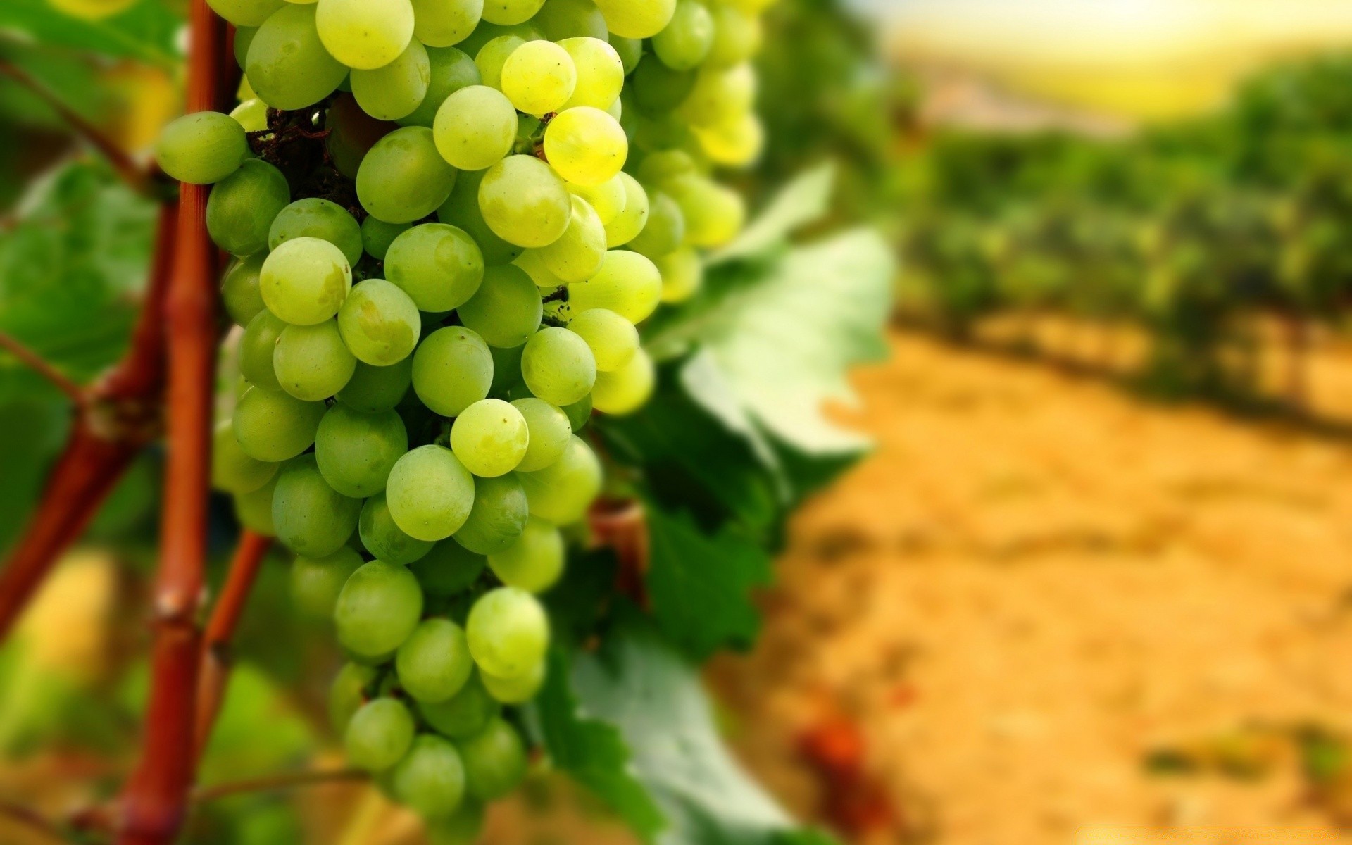 yiyecek ve içecek üzüm şarap yaprak doğa asma meyve şaraphane bağ grapevine yemek mera flora bağcılık yığın sağlıklı küme yaz büyüme masaüstü