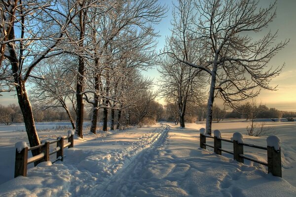 Eine vom Schnee sichtbare Allee im Winter