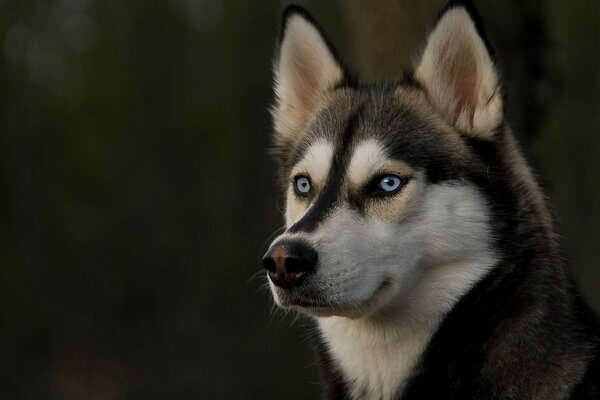 Tapeten Tiere Hund Husky Blick