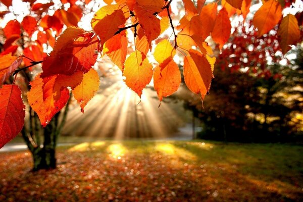 Orangefarbene Blätter im Herbst am Baum