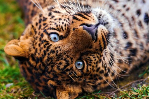 Wildtiere. Leopard mit blauen Augen