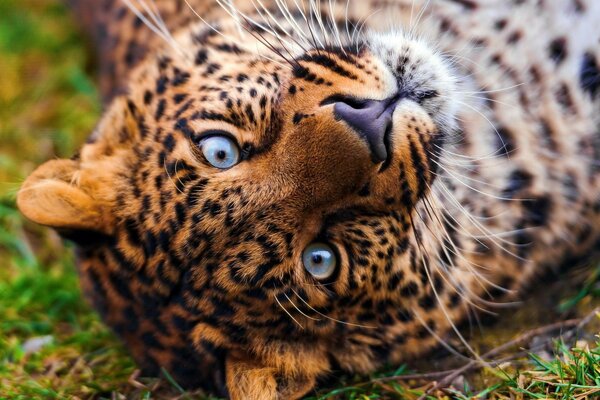 野生动物。 蓝眼睛豹