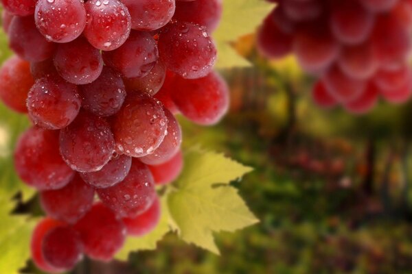 Frucht Trauben Beere Blatt