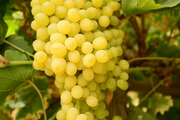 A huge bunch of yellow grapes with green foliage. Sunny grapes