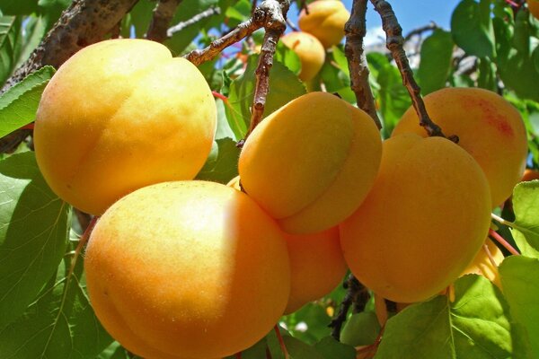 Frutas suculentas penduradas em uma árvore