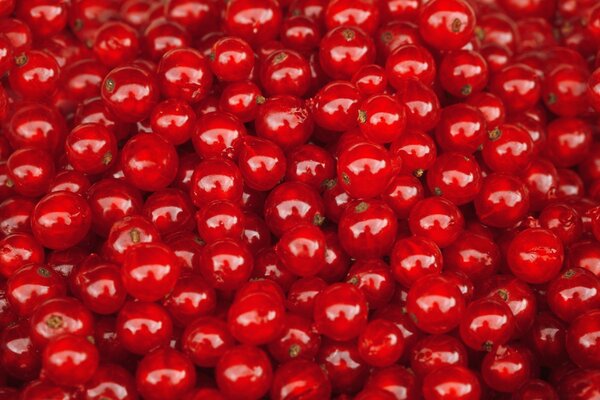 Lots of delicious, red berries