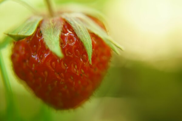 Fragola succosa