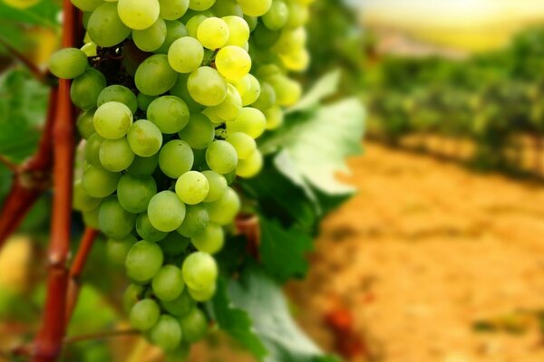 Uva matura versata con succo di sole