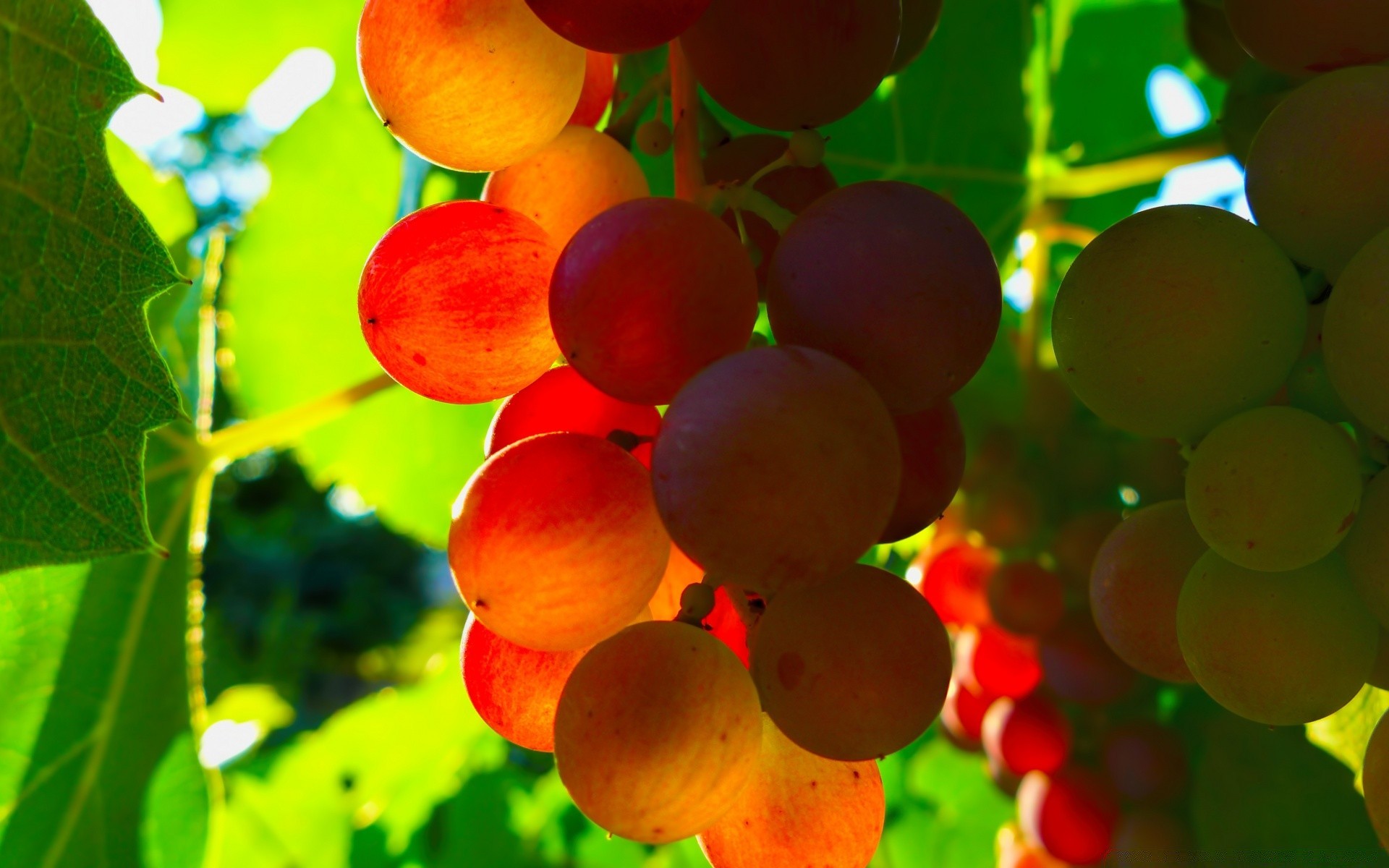 frutta foglia natura succosa cibo crescere vite pascolo estate bacca luminoso all aperto pasticceria autunno giardino crescita mucchio