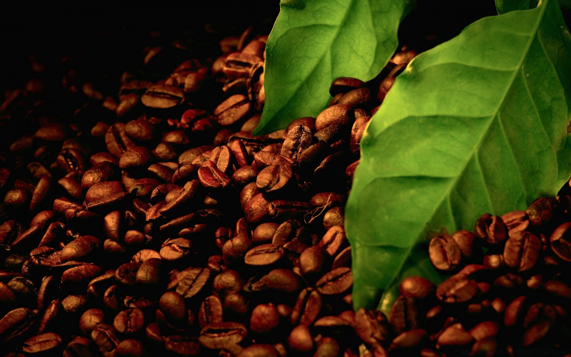 food & drink coffee bean caffeine perfume espresso drink dawn crop dark food aromatic cappuccino seed mocha arabica relish agriculture desktop close-up epicure