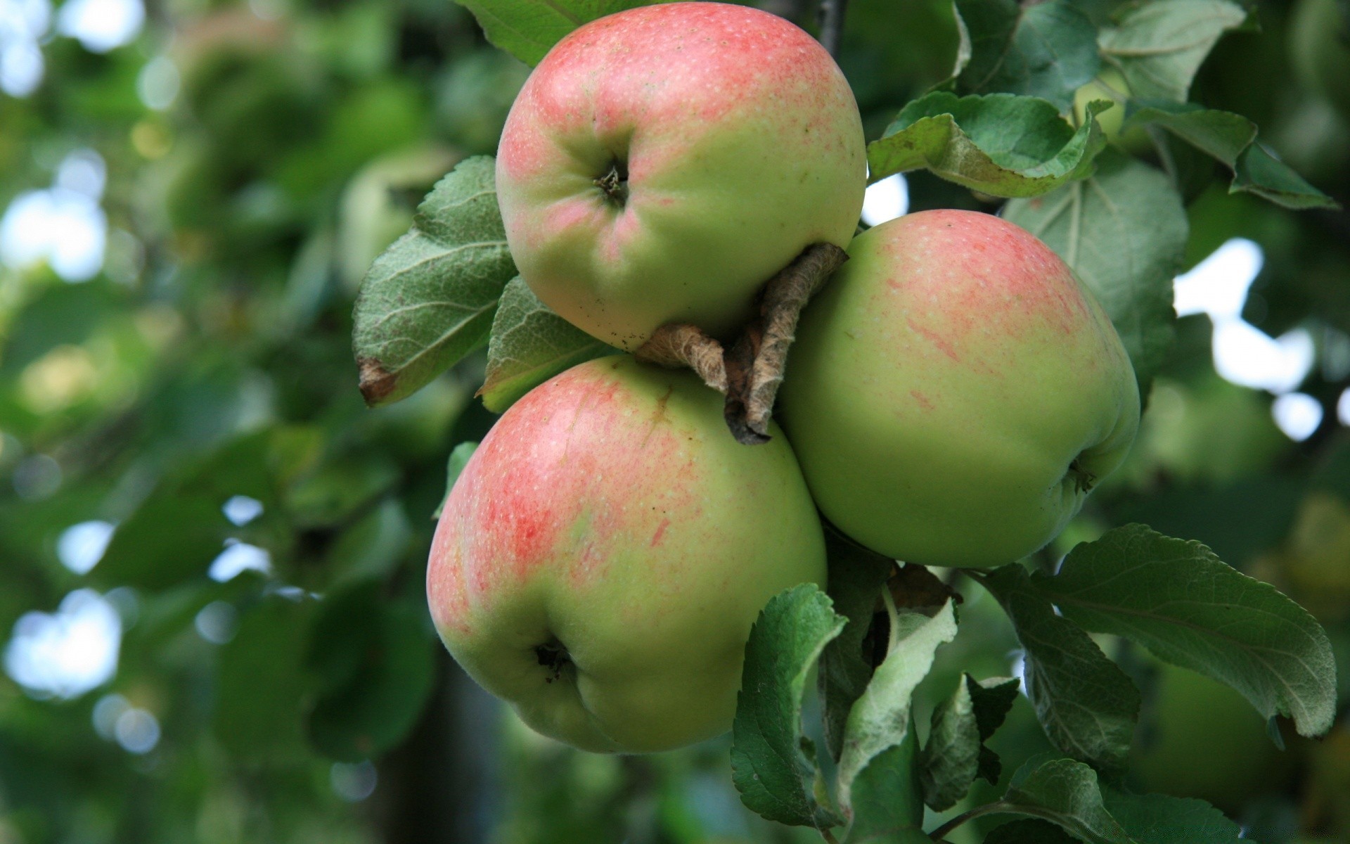 fruit apple food nature leaf healthy juicy health confection garden pasture nutrition delicious grow tree fall branch crop diet