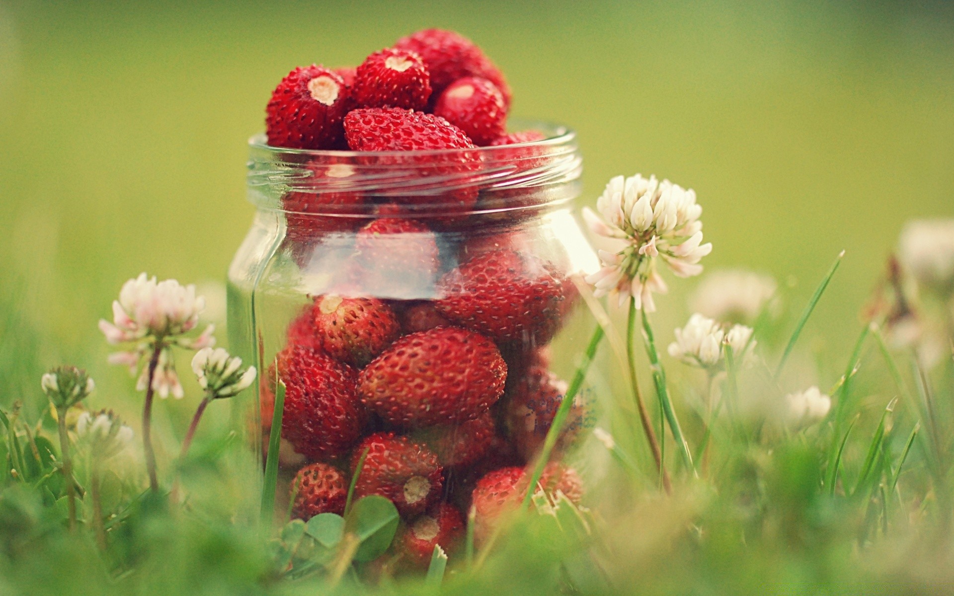 fruit berry food summer strawberry nature leaf healthy garden close-up sweet pasture