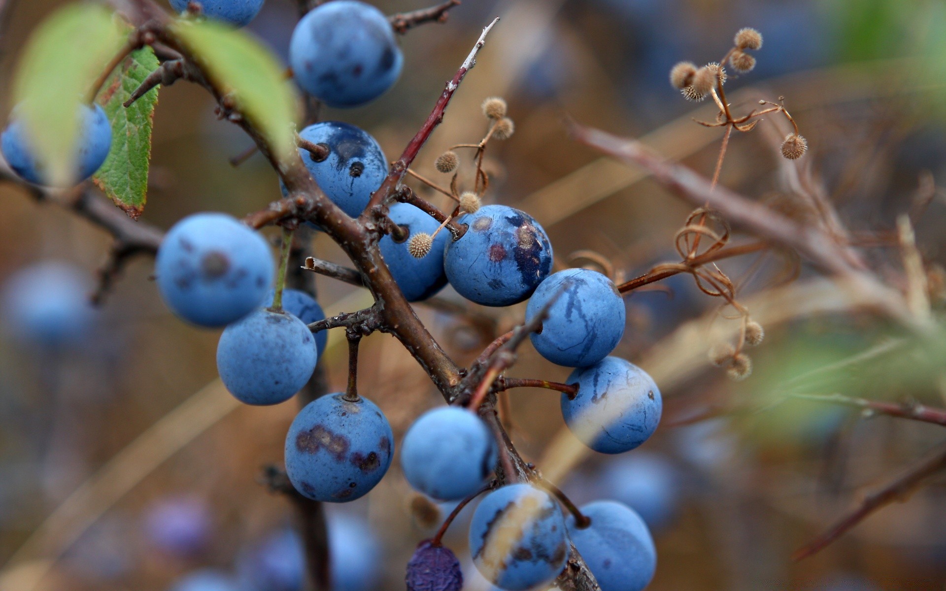 fruta naturaleza otoño baya crecer árbol hoja al aire libre rama pasto