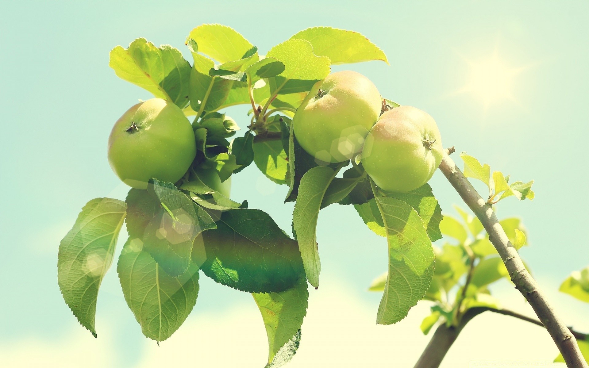 sobremesas folha frutas natureza maçã ramo flora comida pasto crescimento verão suculento árvore agricultura saúde crescer jardim frescura