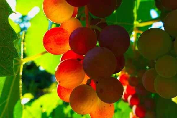 Foto en color uvas rojas en la luz del sol