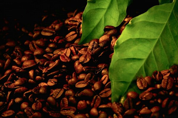 咖啡豆和绿豆叶